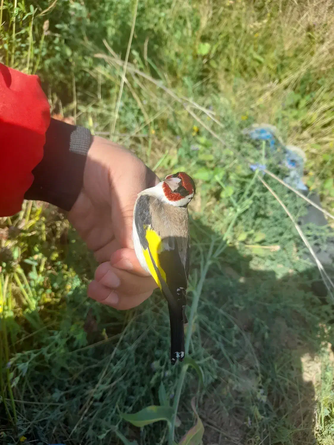 سهره های نرو قلمی ودرشت قواره دار|پرنده|تکاب, |دیوار