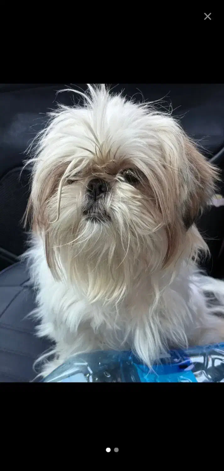 سگ شیتزو فلت اصل ۲ تومن معاوضه با عروس هلندی|سگ|زنجان, |دیوار