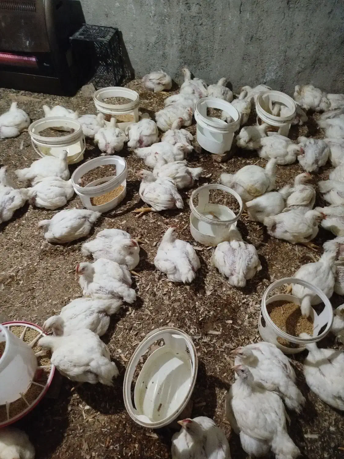 مرغ ارگانیک|حیوانات مزرعه|مینودشت, |دیوار