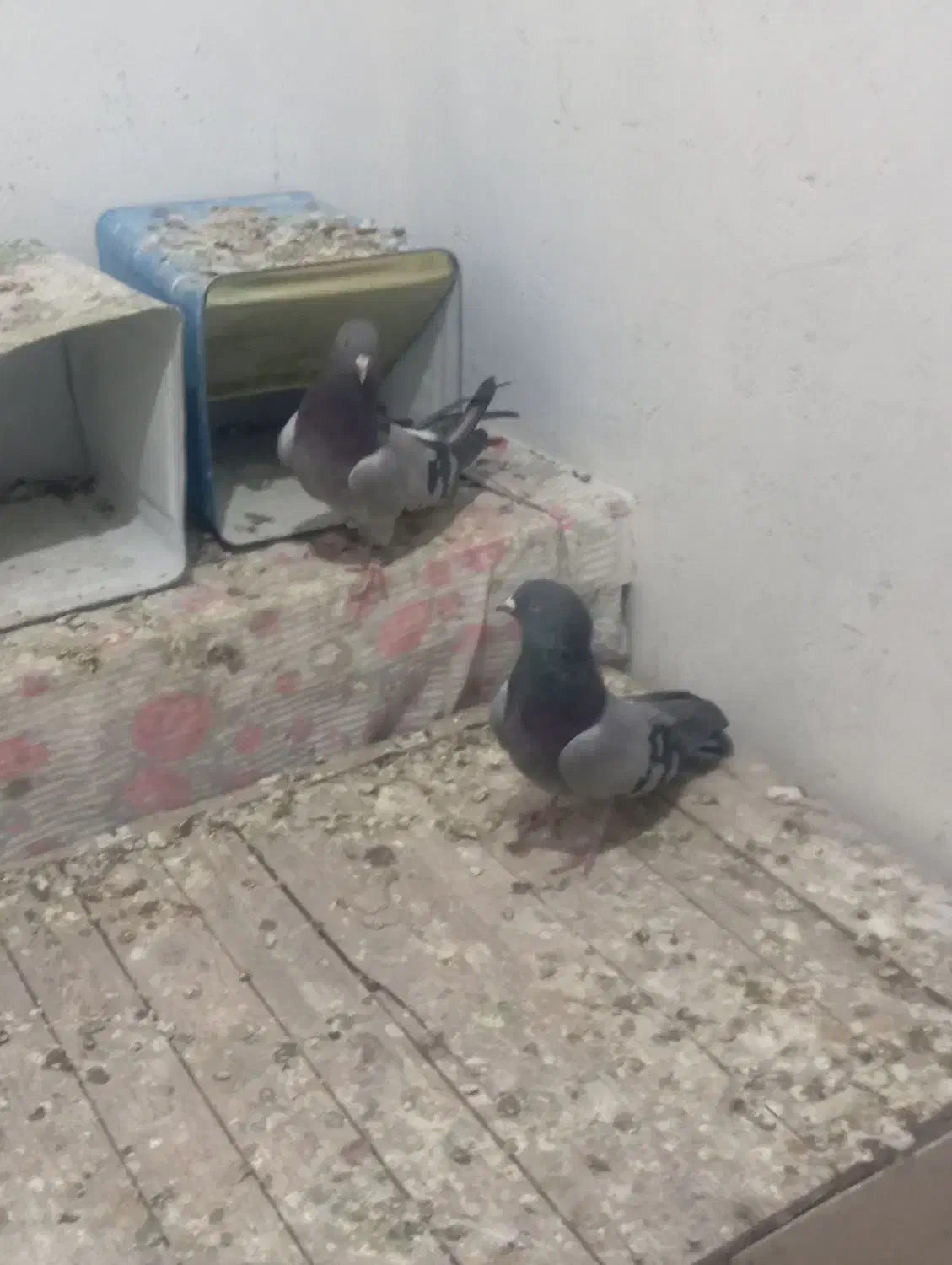 کفتر دم سیاه و سبز بازی کنه|پرنده|شهرضا, |دیوار