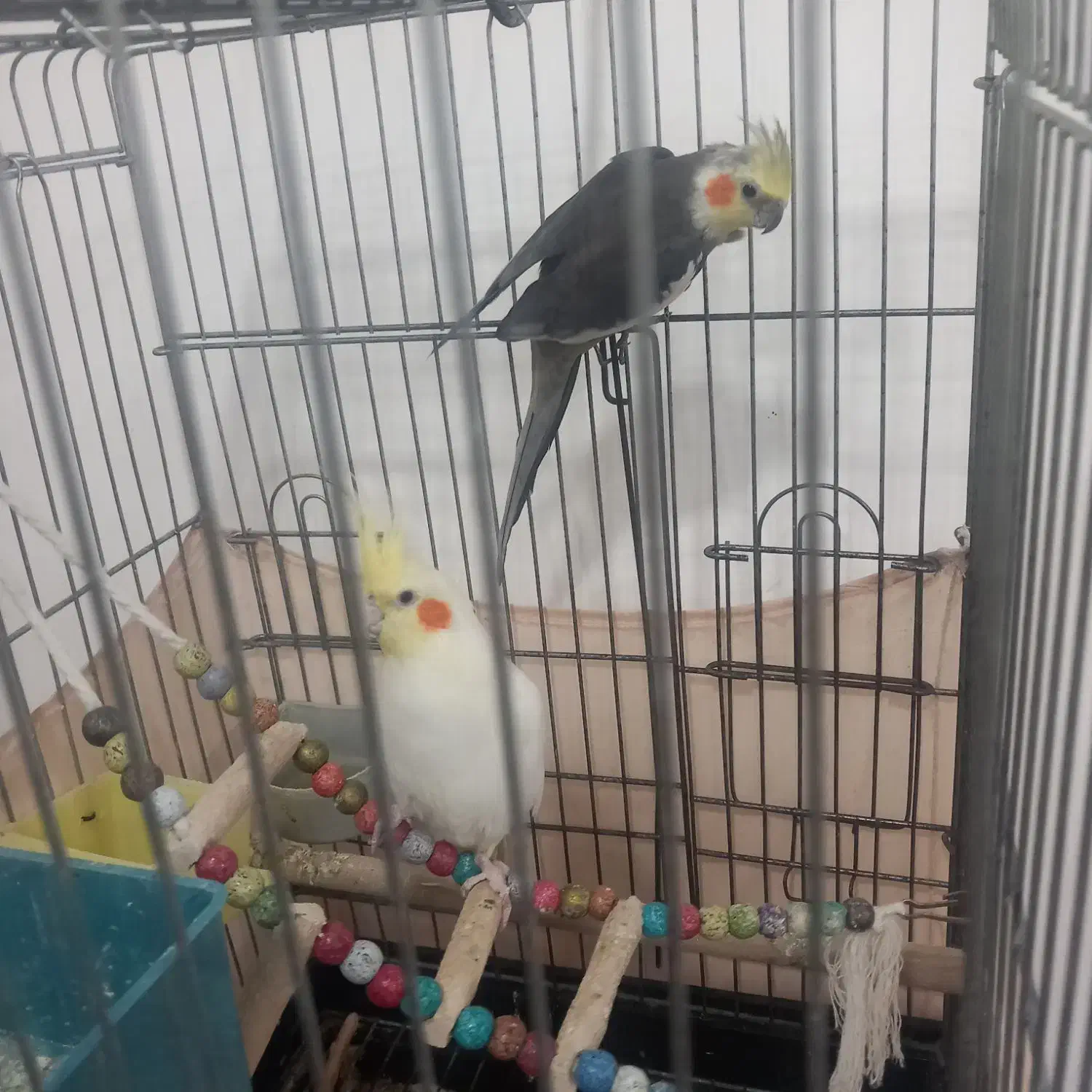 عروس هلندی|پرنده|قرق, |دیوار