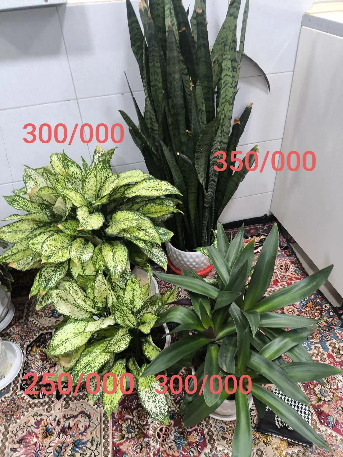 گل طبیعی|گل و گیاه طبیعی|بانه, |دیوار