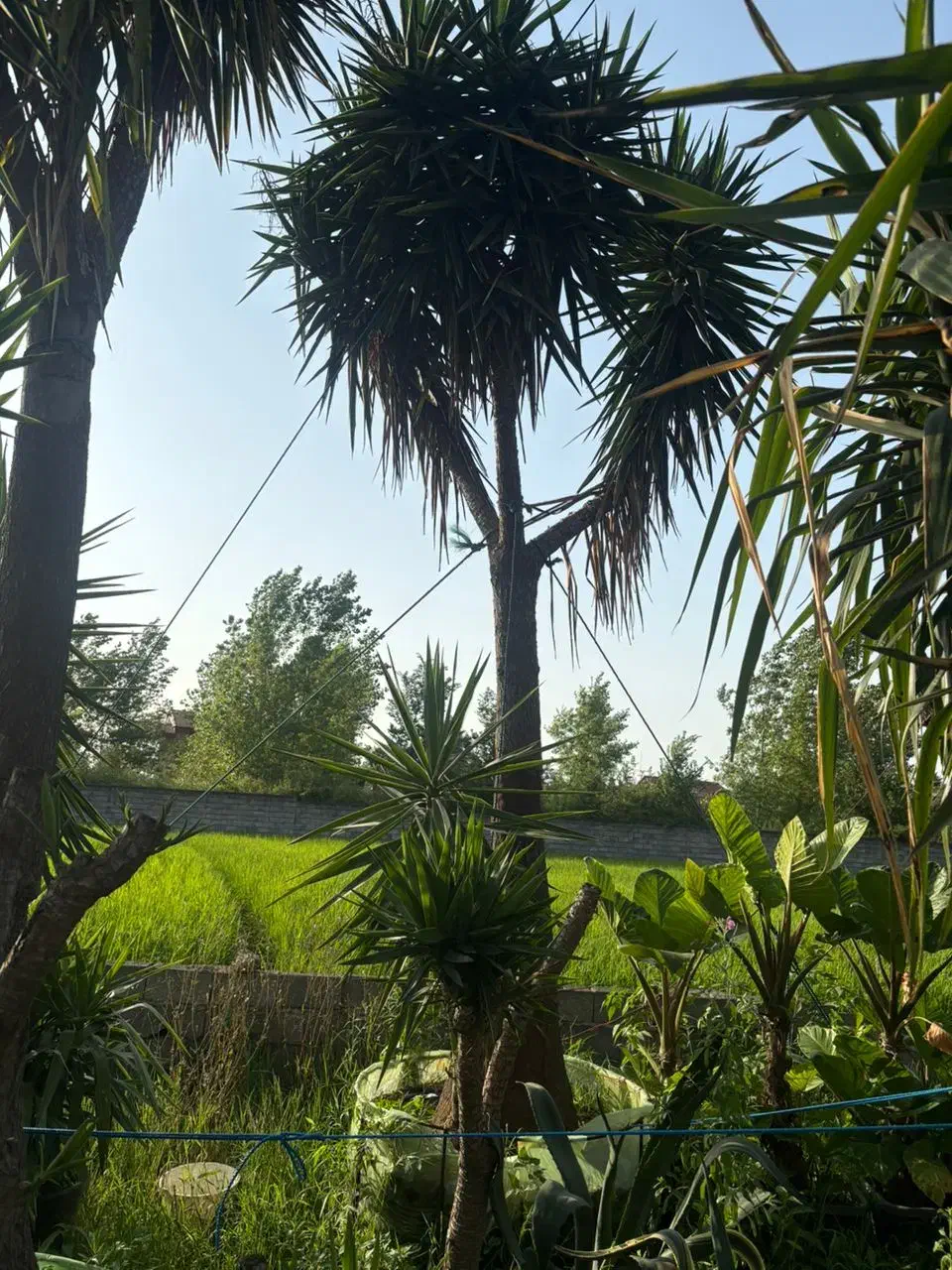 فروش زمین تجاری  مسکونی فوری|فروش زمین و ملک کلنگی|کلاچای, |دیوار