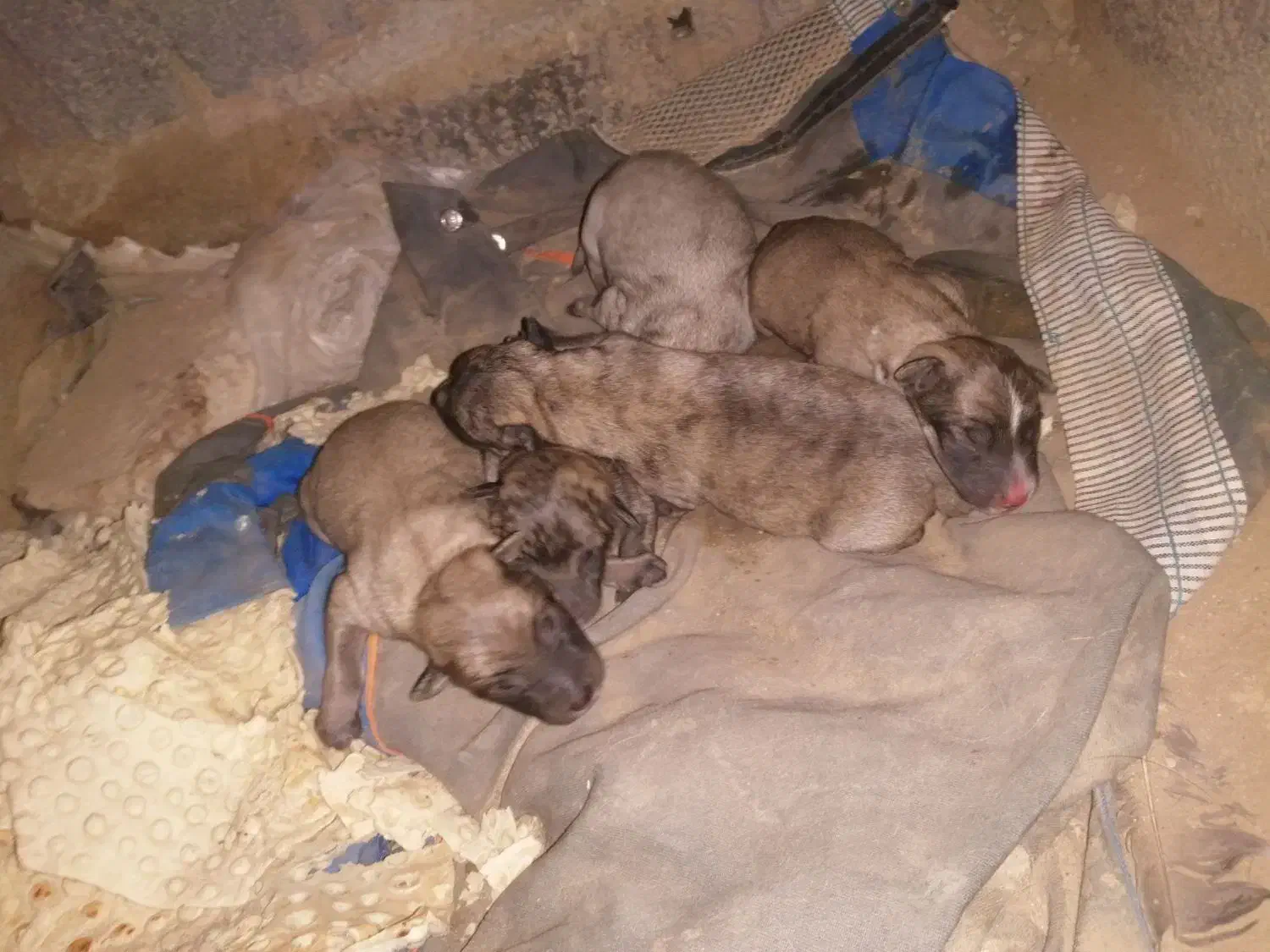 توله های پاکوتاه شیتزو اد فروشی|سگ|قروه, |دیوار