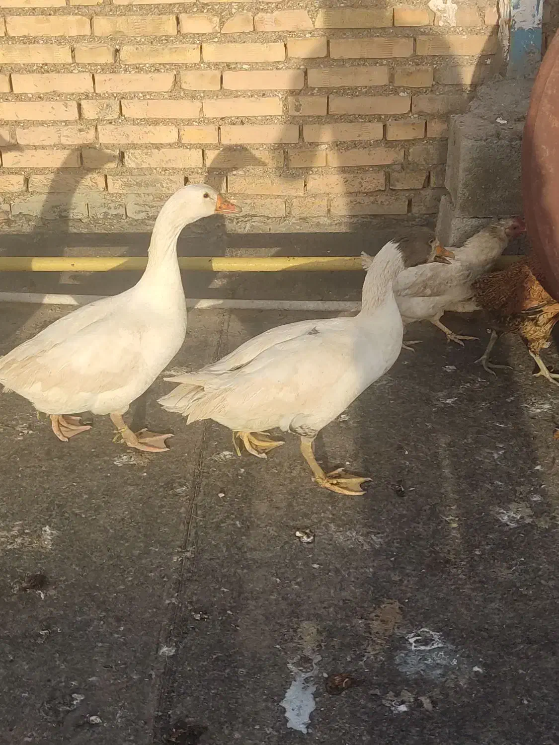 غاز|حیوانات مزرعه|شوشتر, |دیوار