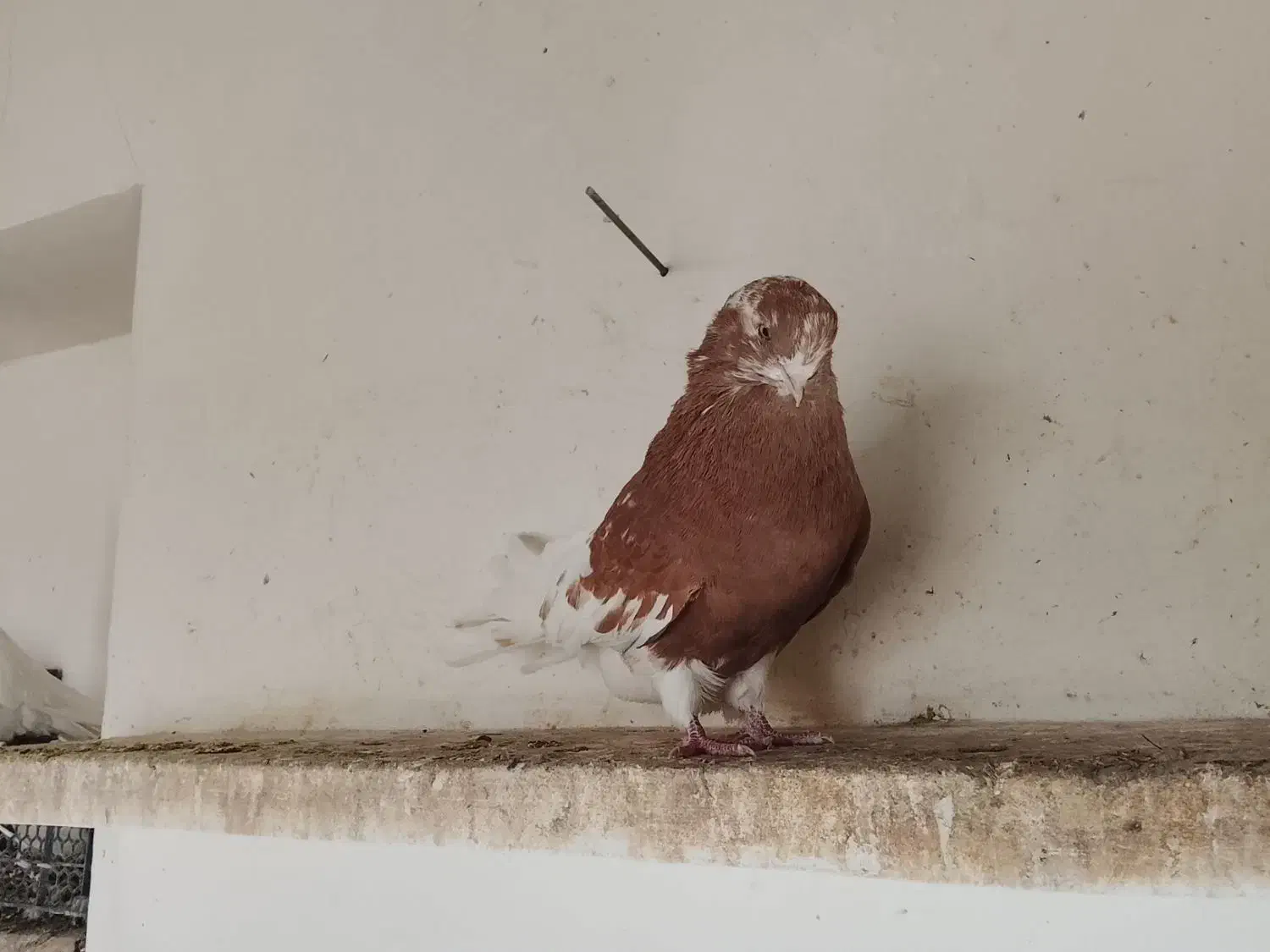 کبوتر سرور|پرنده|خرمدره, |دیوار