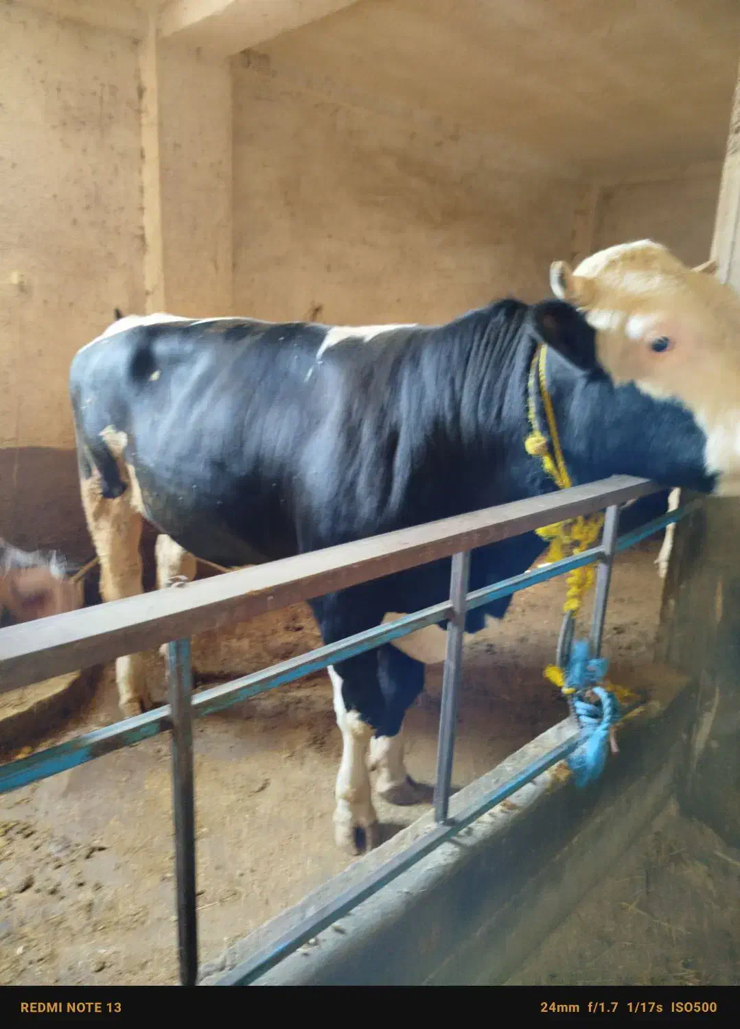 گاو گوشتی سمینتال درجه یک بدون شکم کیلو ۳۵۰|حیوانات مزرعه|میانه, |دیوار