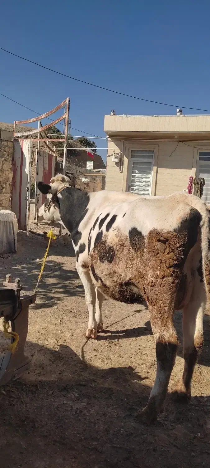 گاو شیری|حیوانات مزرعه|شاهیوند, |دیوار