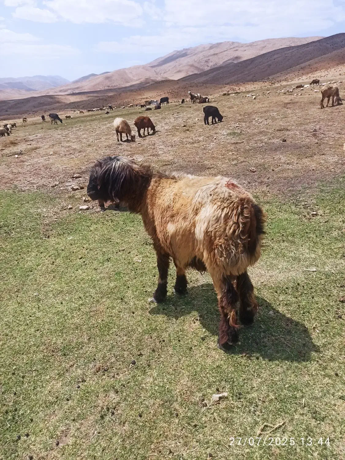 قوچ|حیوانات مزرعه|پاتاوه, |دیوار