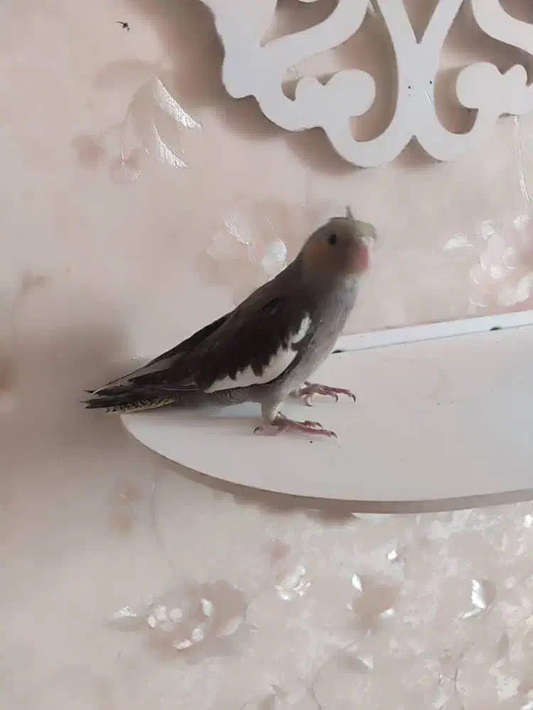 عروس هلندی|پرنده|بندرعباس, |دیوار