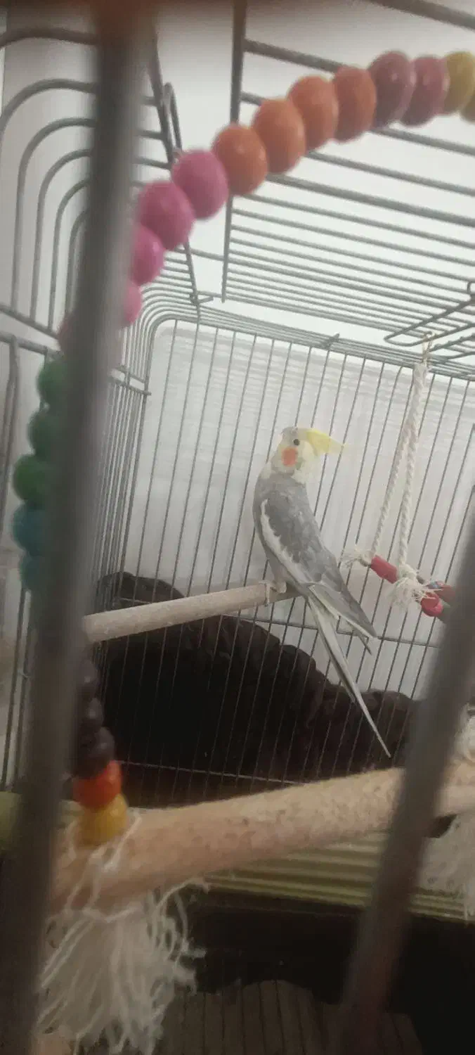 عروس هلندی|پرنده|قم, حاج زینل|دیوار