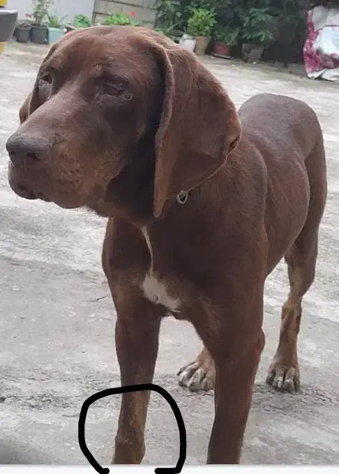 سگ گمشده|حیوانات|لاهیجان, لیل|دیوار