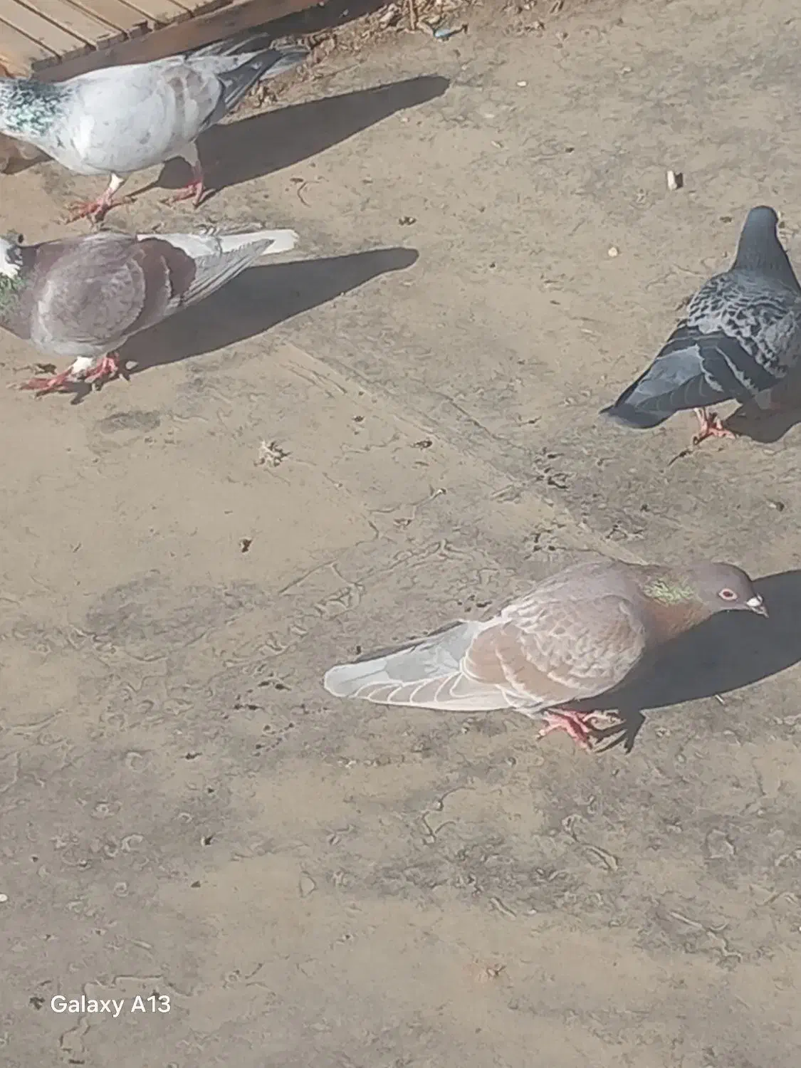 کبوتر پرشی|پرنده|مشهد, فرخد|دیوار