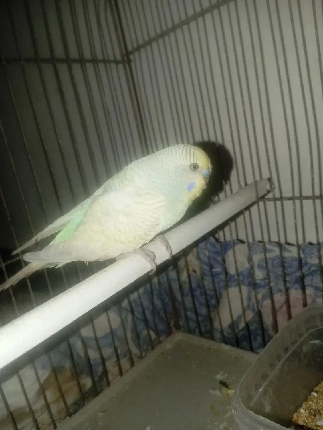 مرغ عشق|پرنده|یاسوج, |دیوار