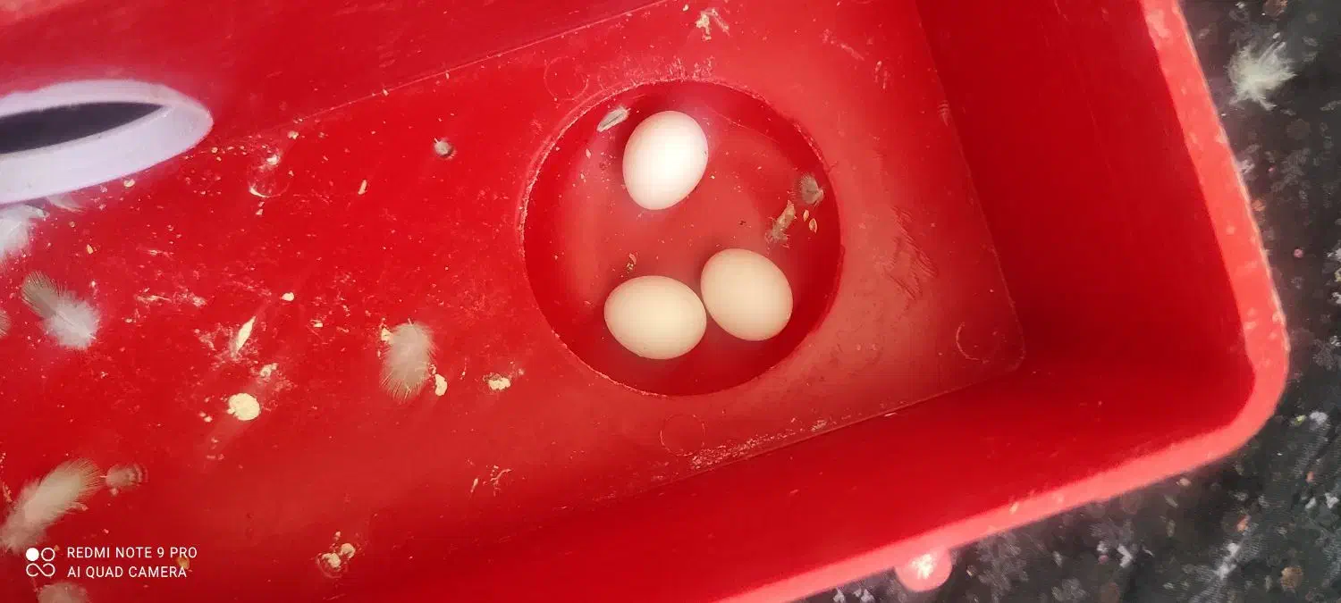 *3 عدد مرغ عشق خوشرنگ*|پرنده|شاهینشهر, شهرک ردانی پور|دیوار