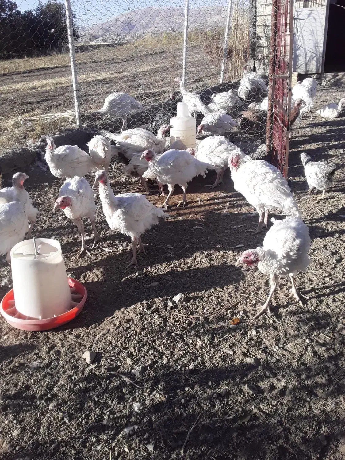 بوقلمون گوشتی طبیعی|حیوانات مزرعه|کامیاران, |دیوار