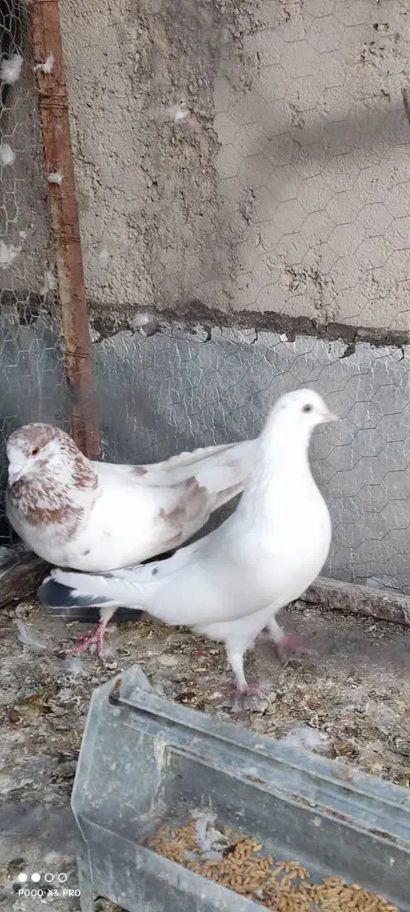 کبوتر|پرنده|مهریز, |دیوار