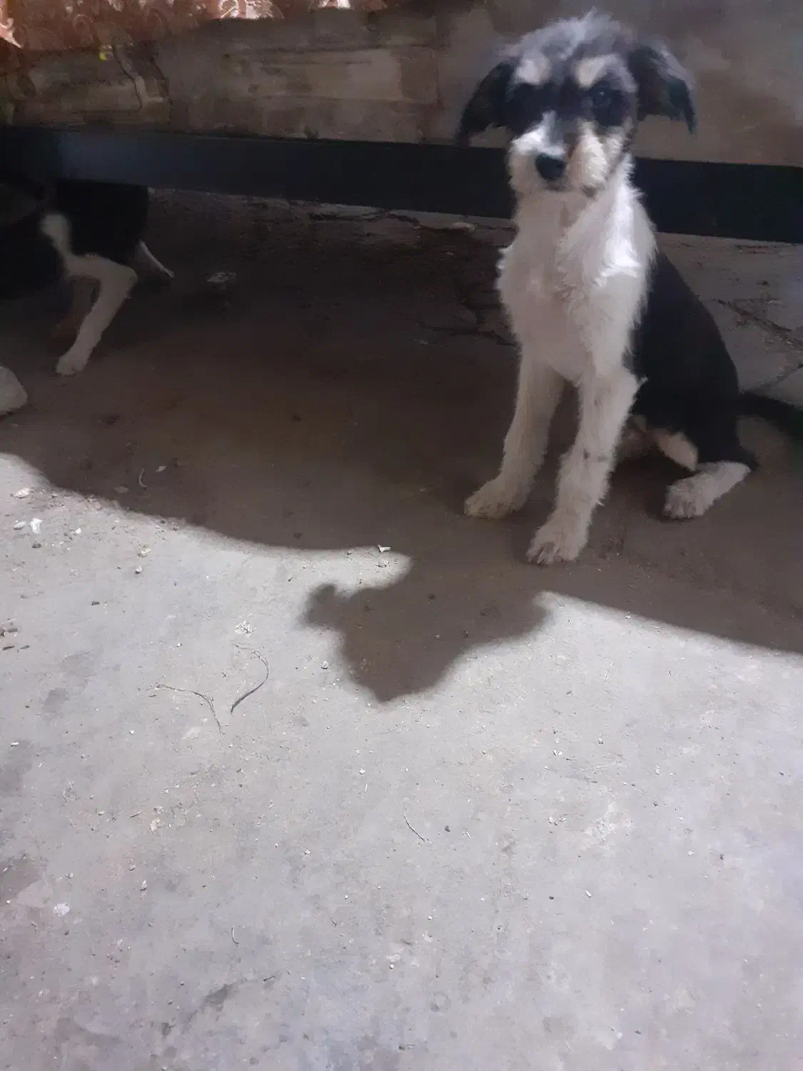 سگ ماده ازنژاداشپیتز۴تا|سگ|اراک, |دیوار