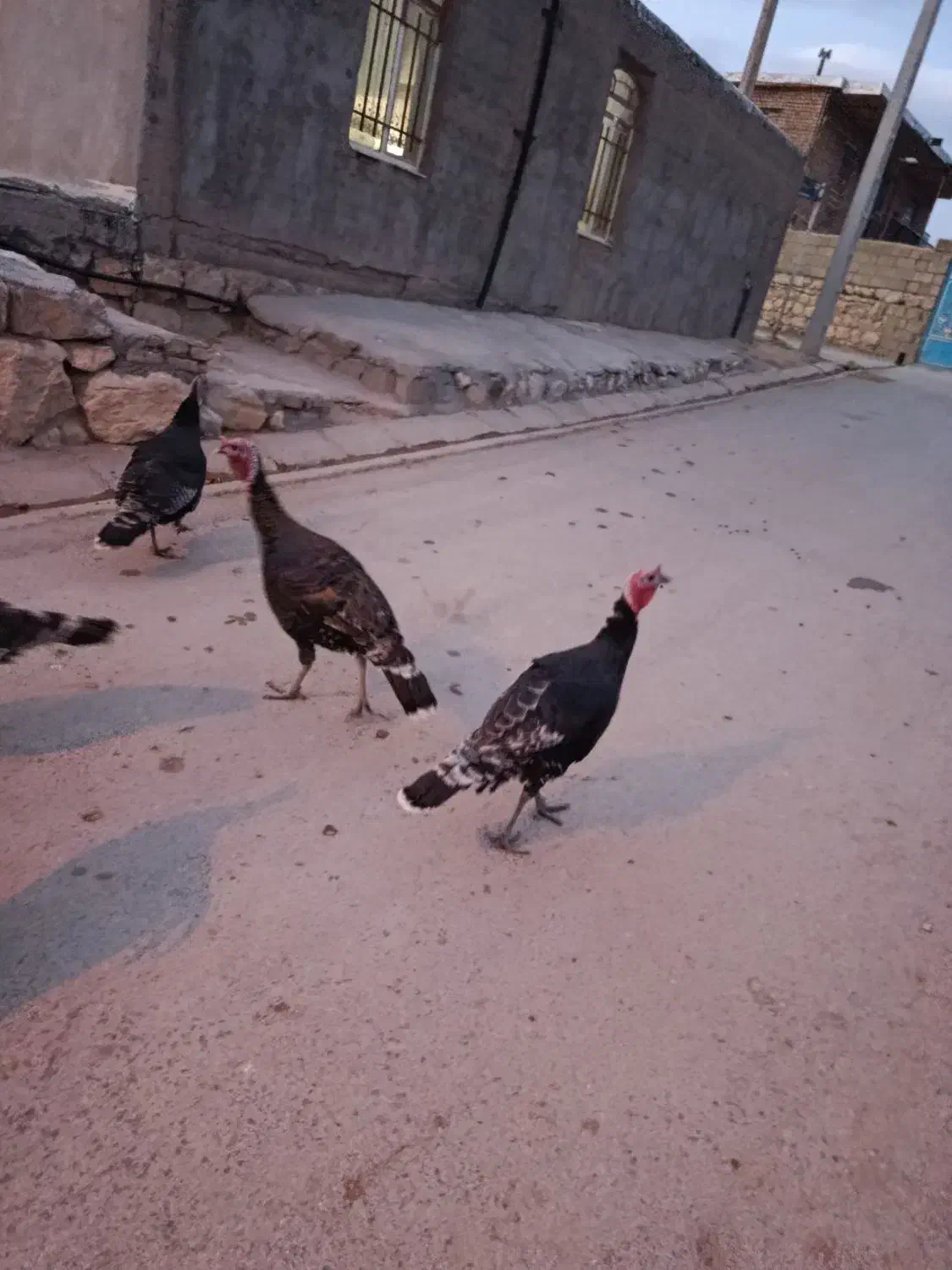 بوقلمو|حیوانات مزرعه|ازنا, |دیوار