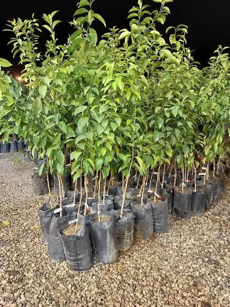 فروش گل و‌گیاه و مرکبات پیوندی|خدمات باغبانی و درختکاری|گتوند, |دیوار