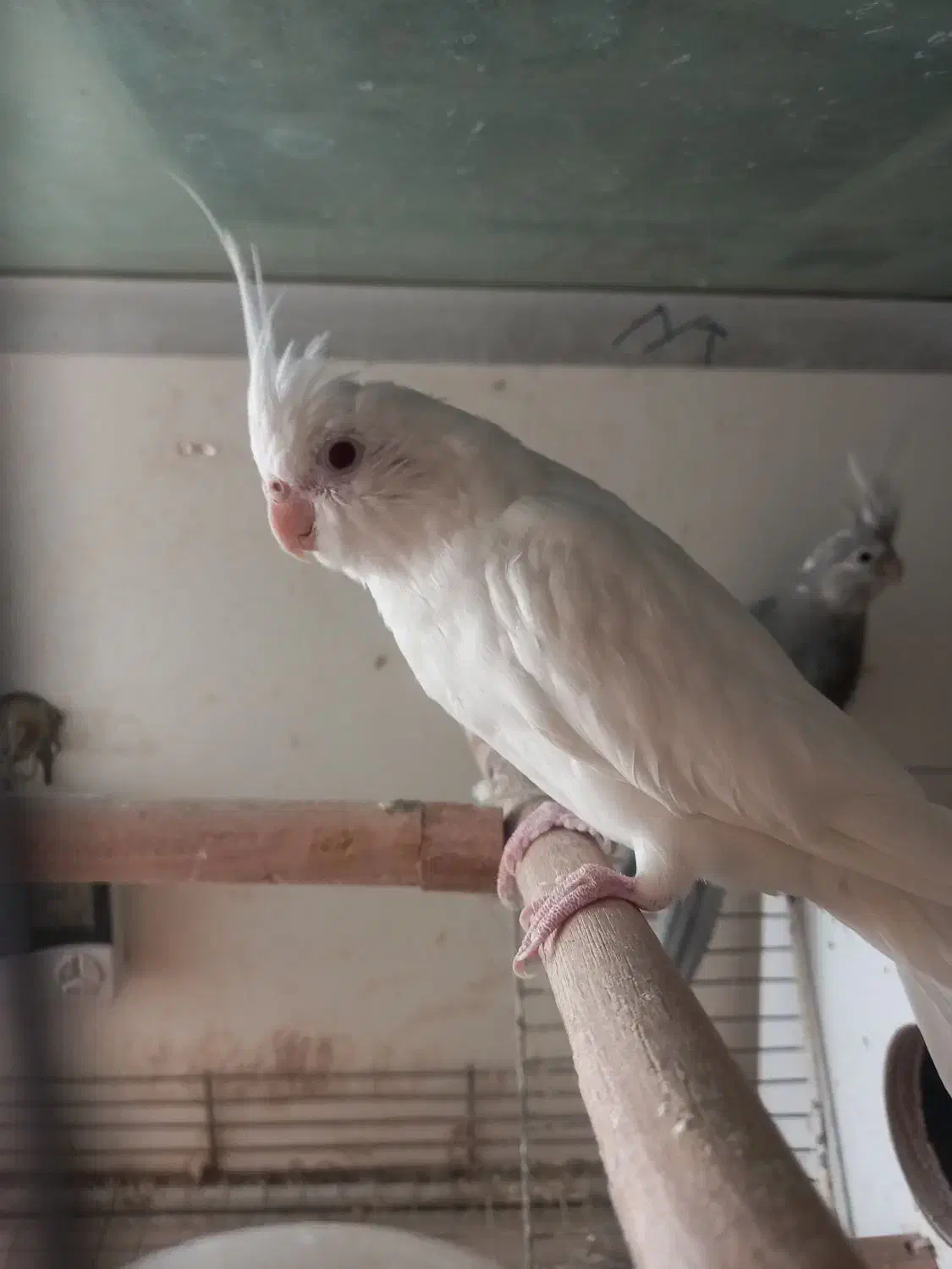 عروس هلندی نر ماده آلبینو وایت فیس|پرنده|تبریز, |دیوار