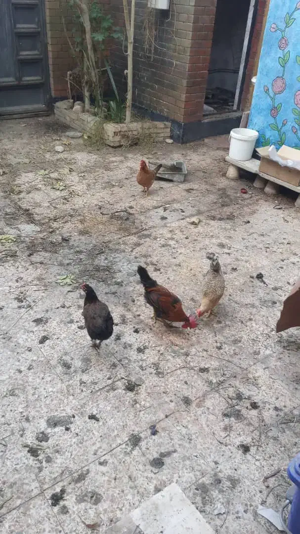 مرغ و خروس محلی|حیوانات مزرعه|اهواز, پردیس|دیوار