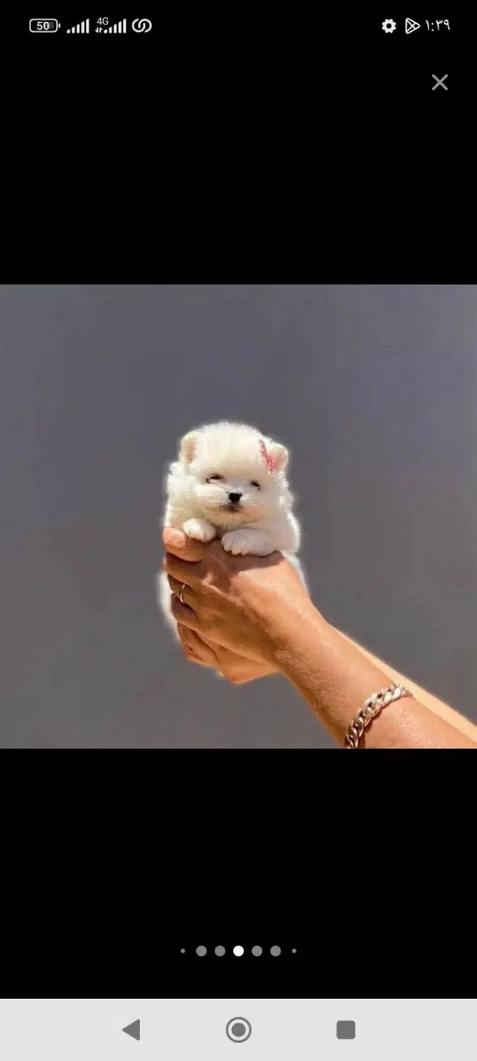 فروش پامرانین خرسی فوق العاده بالا زیر قیمت|سگ|مشهد, وکیل‌آباد|دیوار