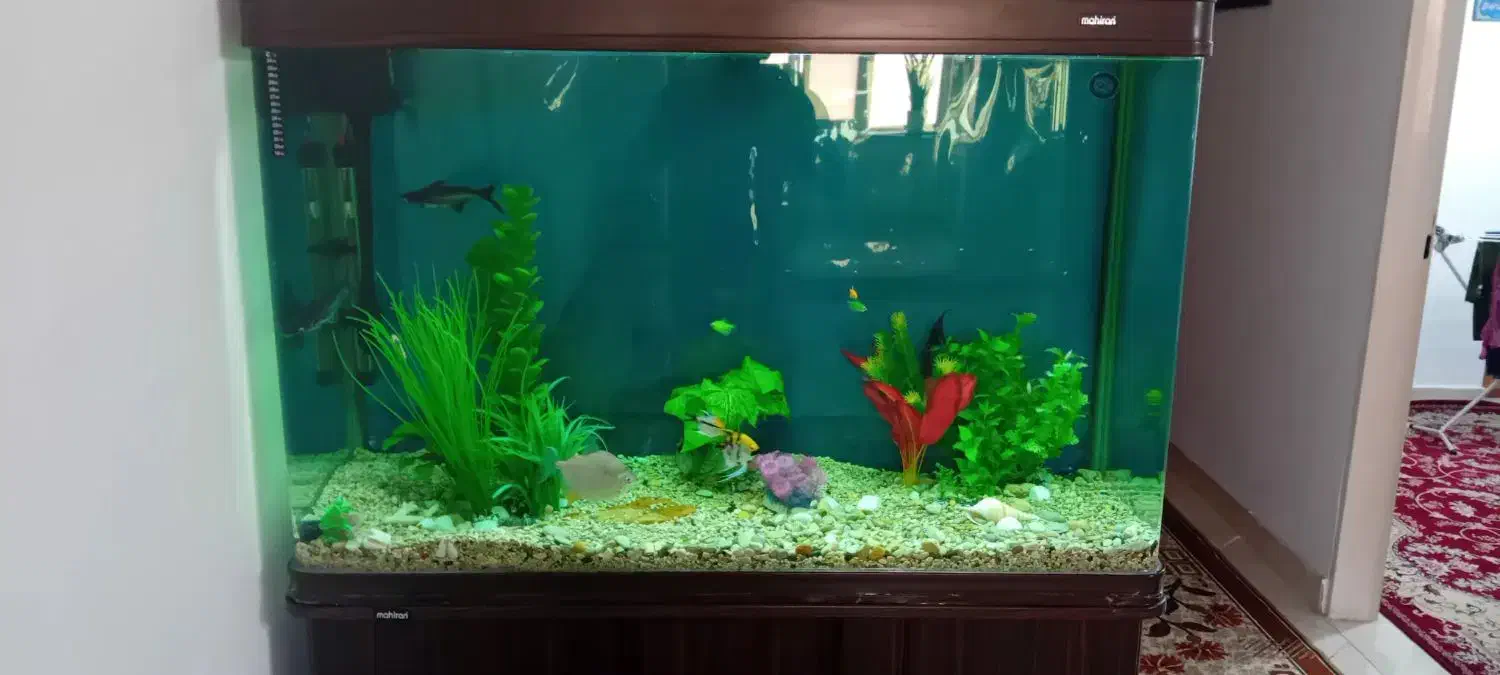 آکوریوم وماهی|ماهی|ورامین, ورامین|دیوار