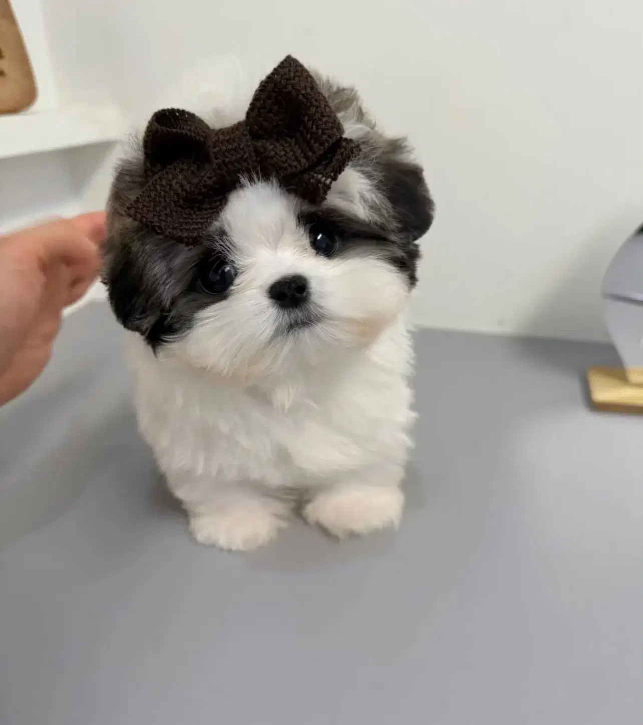 هاپو فنجونی|سگ|اردبیل, |دیوار