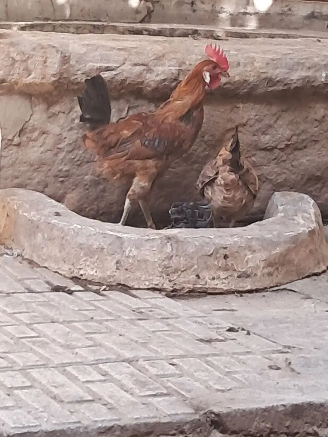 مرغ و خروس جوان|حیوانات مزرعه|شیراز, لب آب|دیوار