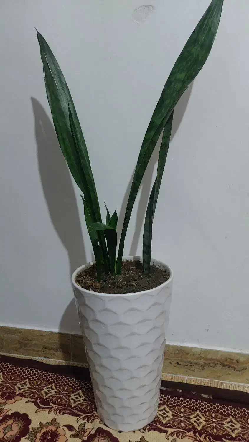 گل های طبیعی زیبا|گل و گیاه طبیعی|سنندج, |دیوار