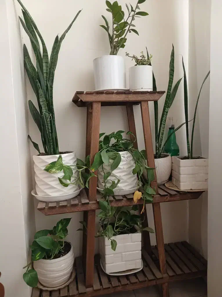 استند|گل و گیاه طبیعی|صفادشت, |دیوار