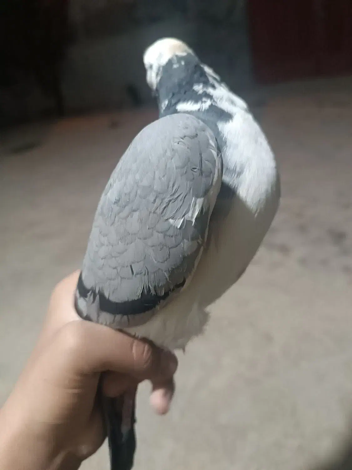 کبوتر ابلغ|پرنده|یاسوج, |دیوار