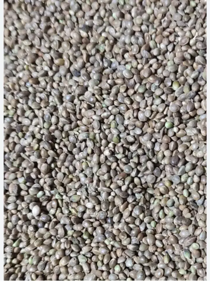 تخم کاهو. شادونه ریز|لوازم جانبی حیوانات|اصفهان, الهیه|دیوار