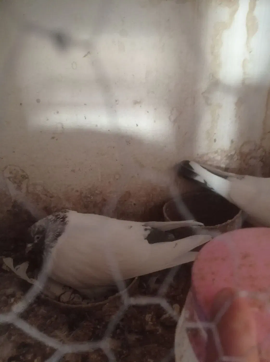 کفتر|پرنده|فولادشهر, فولادشهر|دیوار