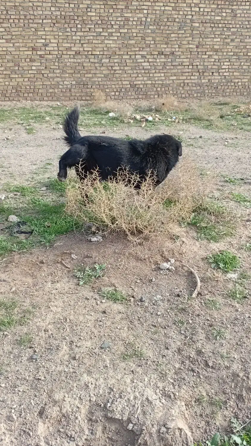 واگذاری سگ|سگ|تربت جام, جامرود|دیوار