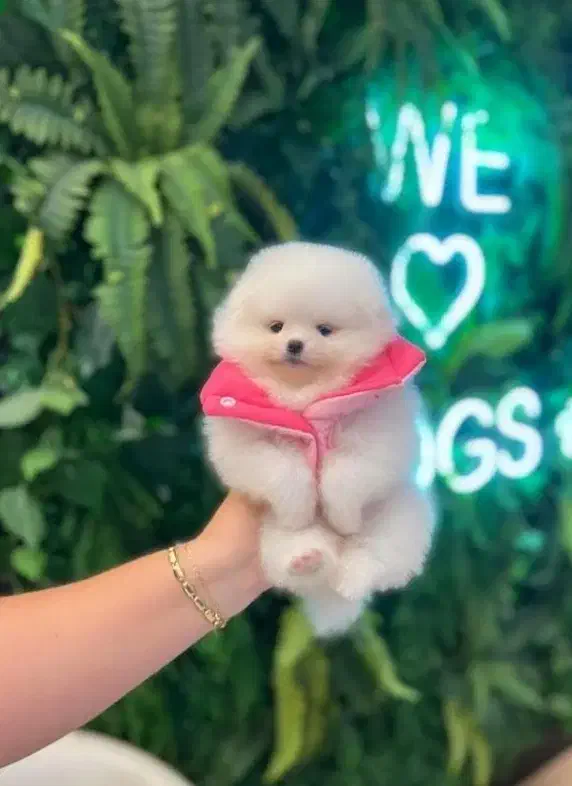 پامرخرسی اصیل بااصالت|سگ|اصفهان, خانه اصفهان|دیوار