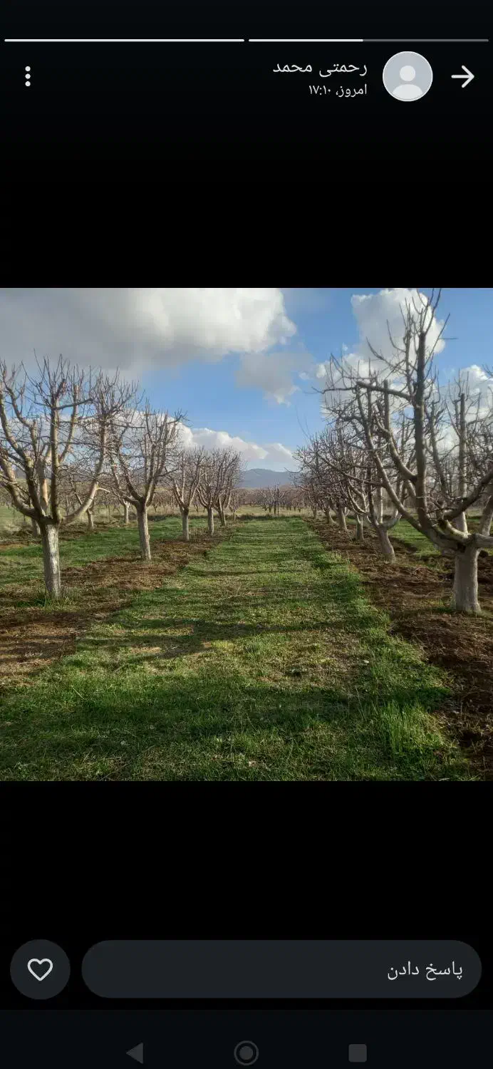 هرس.چال کود.بیل زدن انواع درخت|خدمات باغبانی و درختکاری|زاغه, |دیوار