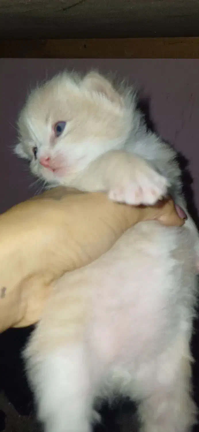 گربه پرشین کاراملی|گربه|گرگان, |دیوار