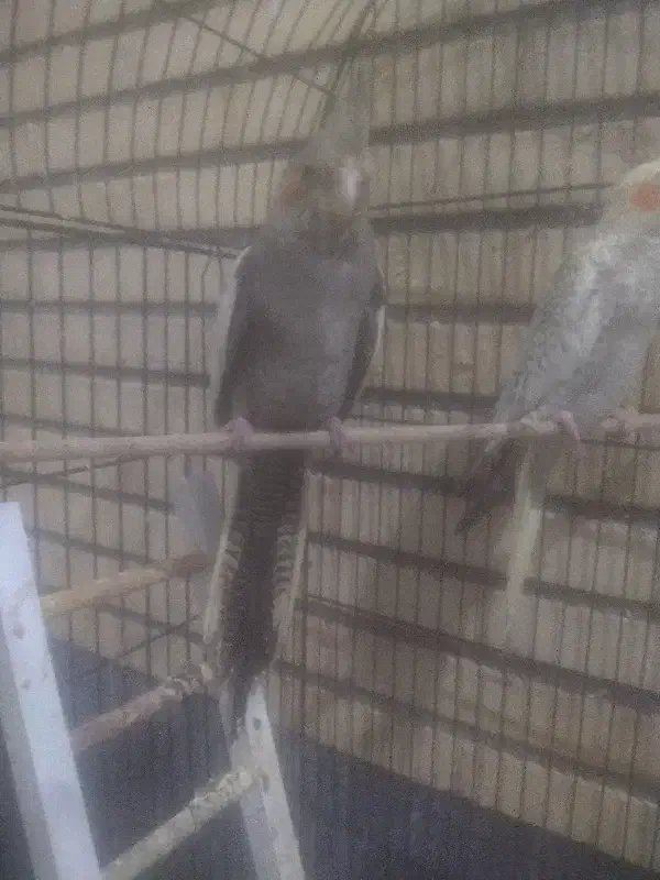 عروس هلندی جوجه مولد|پرنده|قم, شهرک توانیر|دیوار