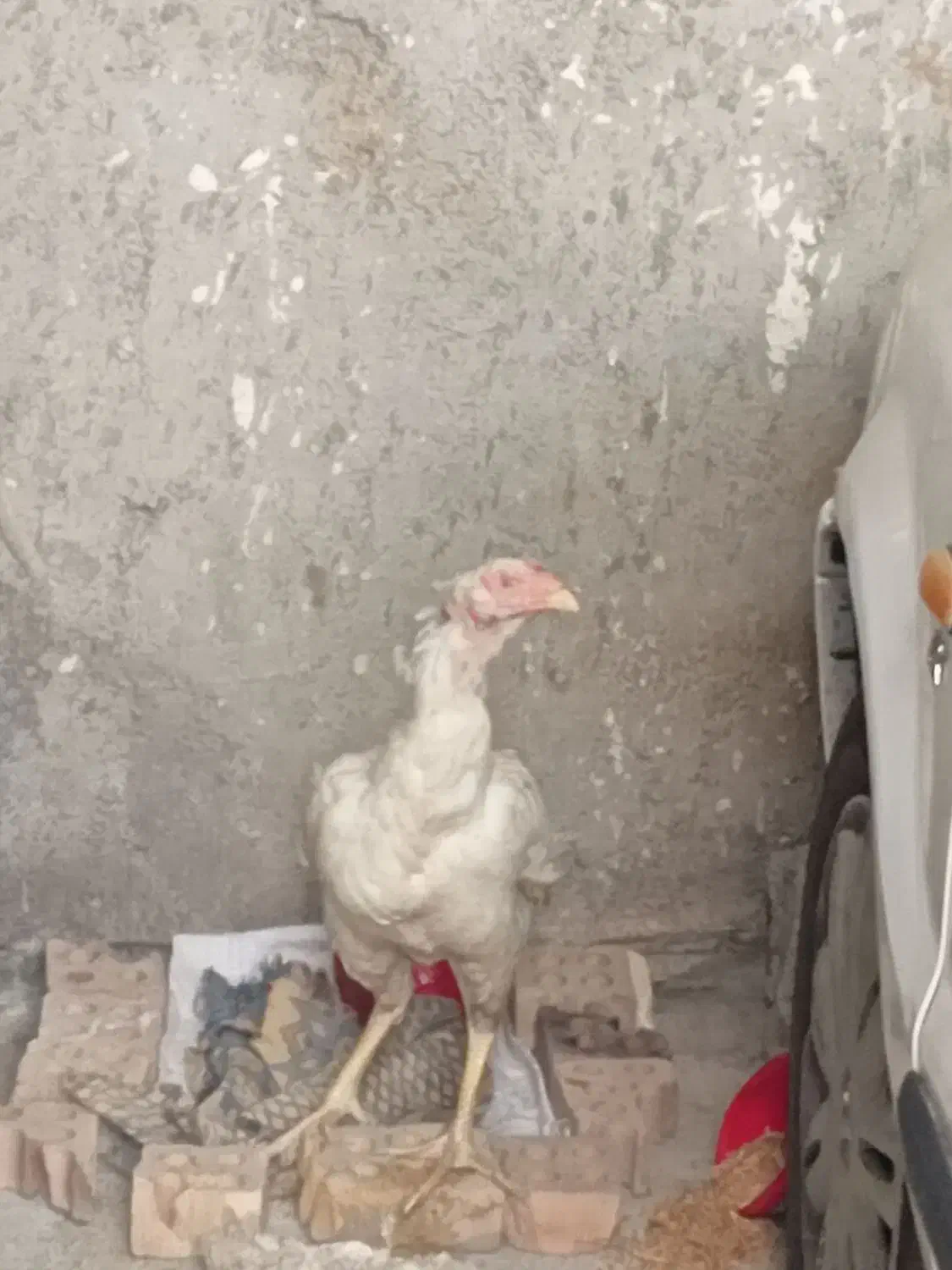 لاری|حیوانات مزرعه|گنبد کاووس, |دیوار