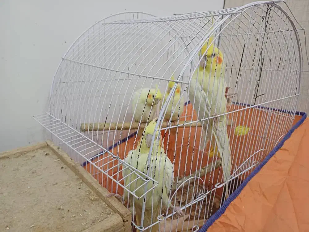 عروس هلندی|پرنده|رشت, باهنر|دیوار