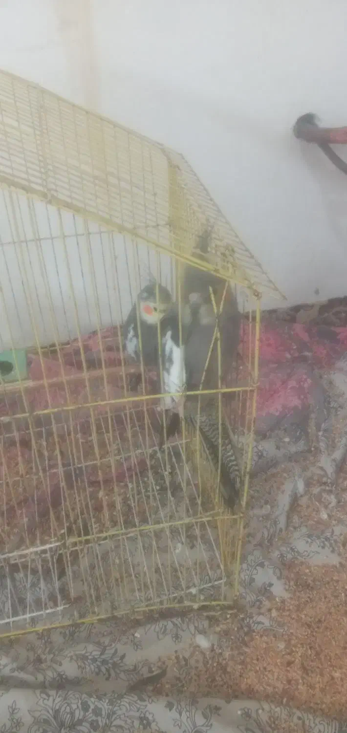 دو جفت عروس هلندی با قفس|پرنده|رشت, حومه رشت|دیوار