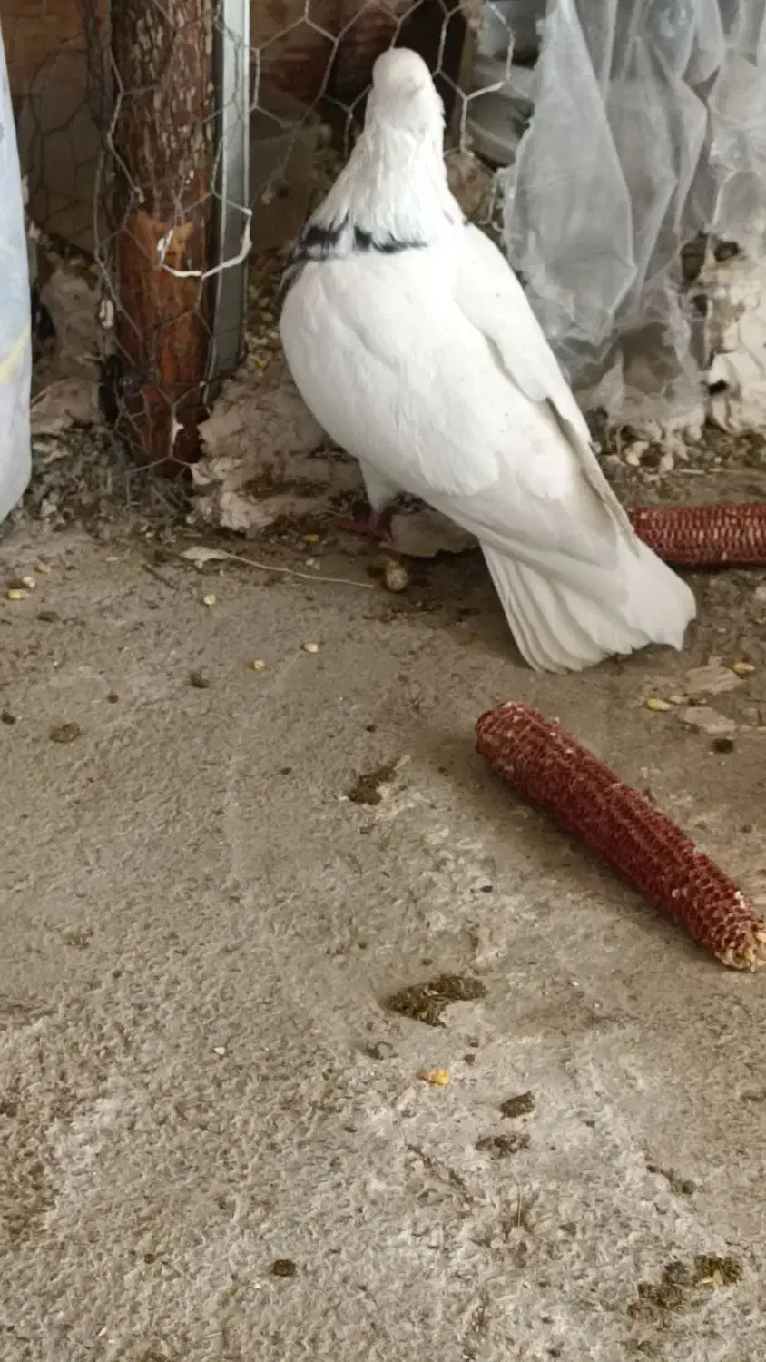 کبوتر طوقی|پرنده|مریوان, |دیوار