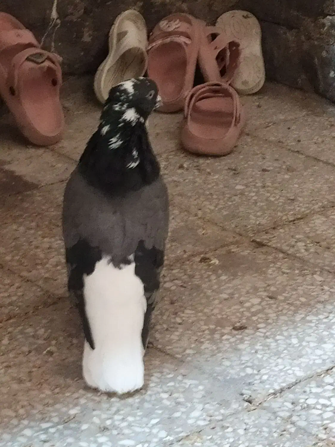 کبوتر رنگی|پرنده|بندر امام خمینی, |دیوار