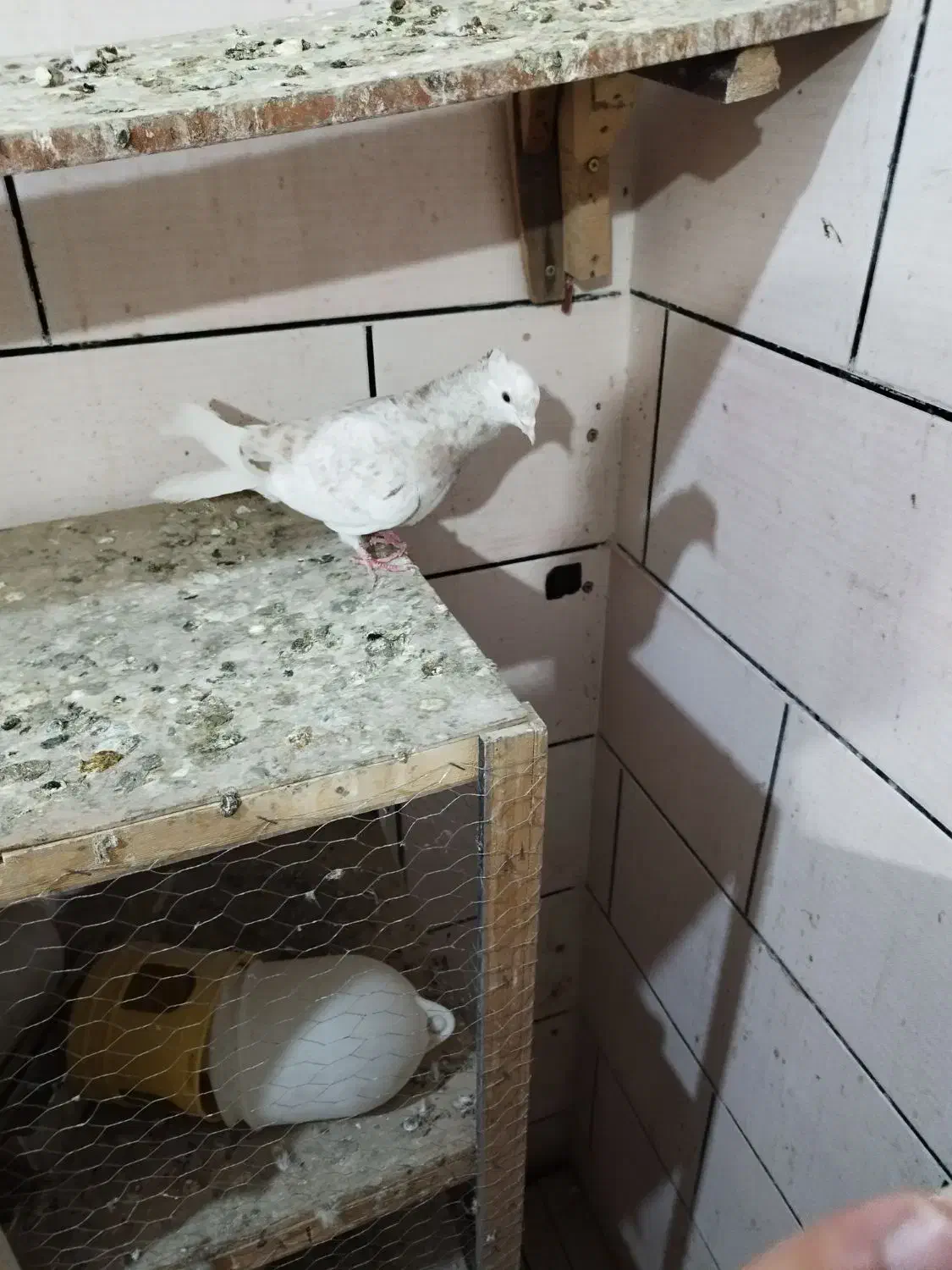 ماده کرم|پرنده|سوسنگرد, |دیوار