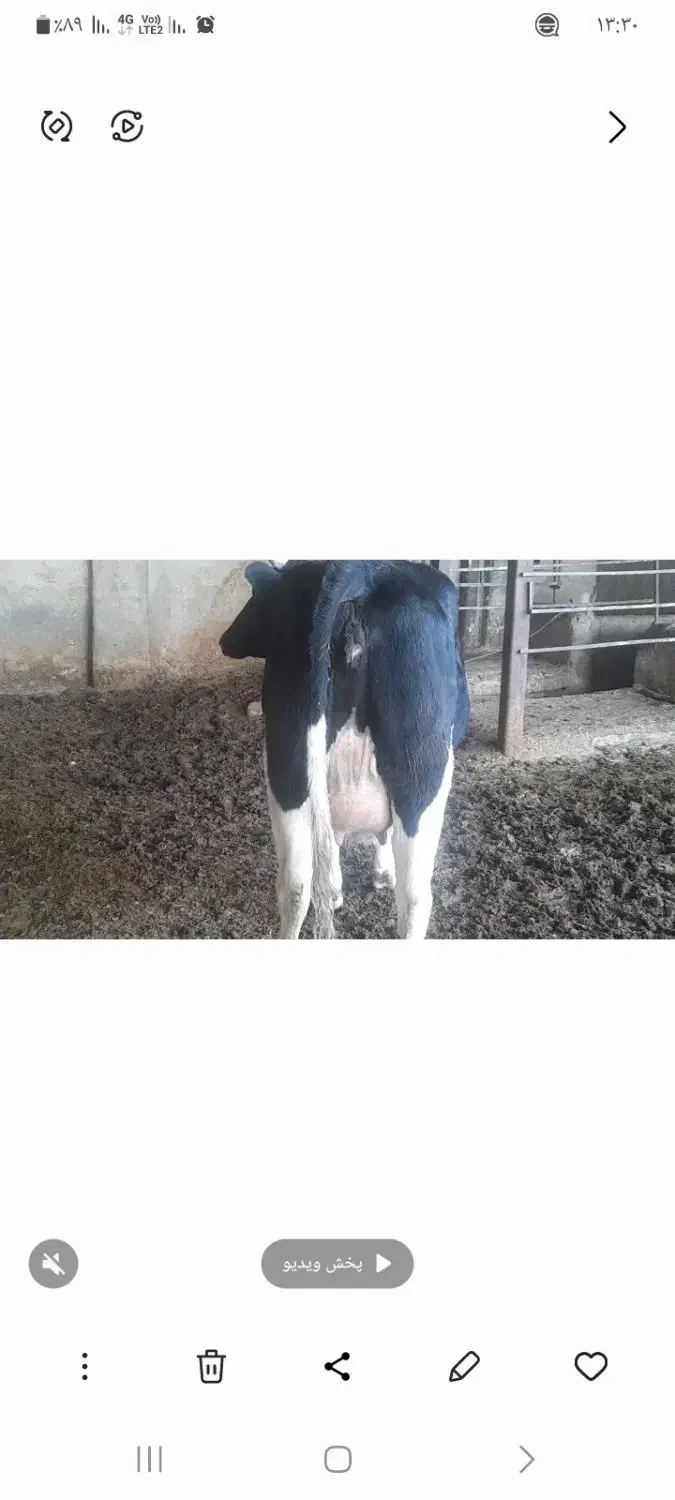 تخت شگم اول ۲۰شیر ۱۰روز زایمان کرد|حیوانات مزرعه|جوین, |دیوار