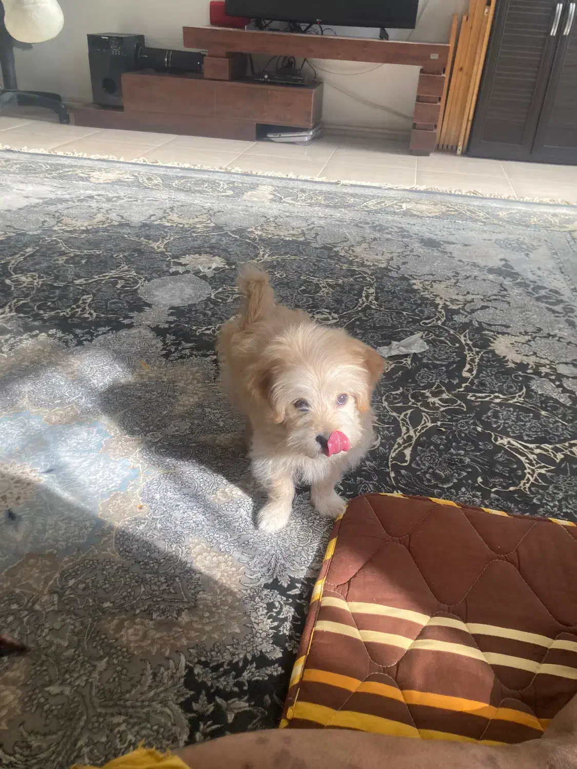 مالتیز شیتزو|سگ|کرمان, |دیوار