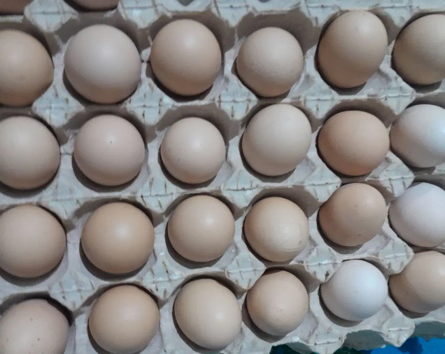 تخم مرغ محلی|خوردنی و آشامیدنی|ارومیه, |دیوار