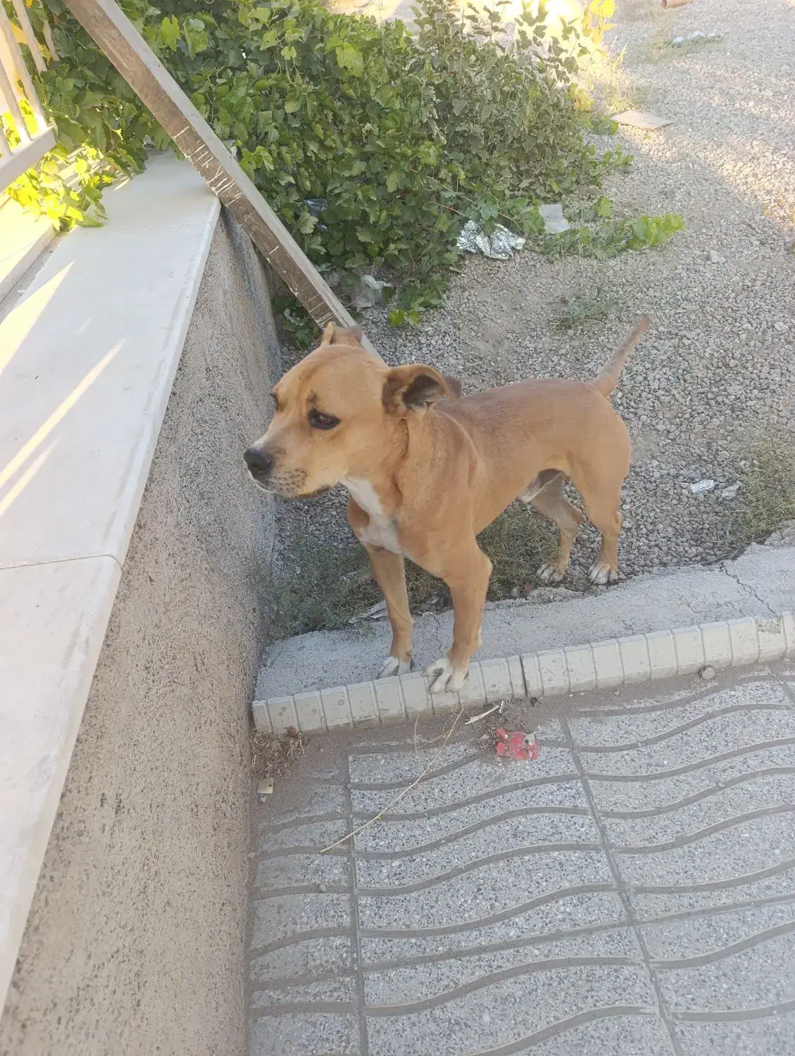 واگذاری سگ بیت بول|سگ|خسروشاه, |دیوار